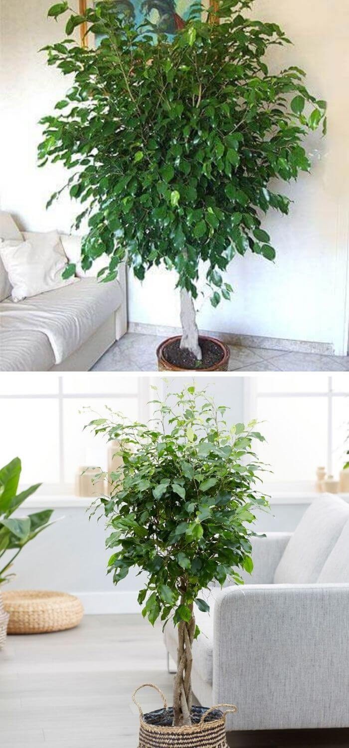 Very nice looking Weeping Fig (Ficus benjamina) plant