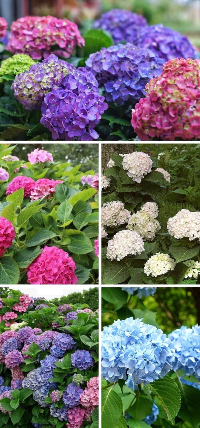 Hydrangeas