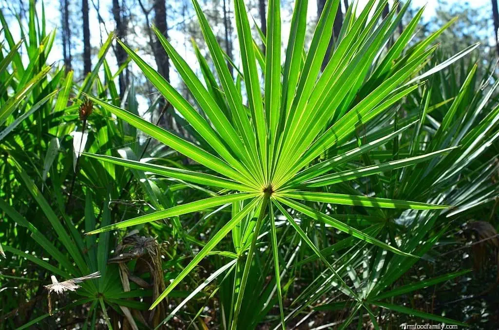 Saw Palmetto (Serenoa repens)