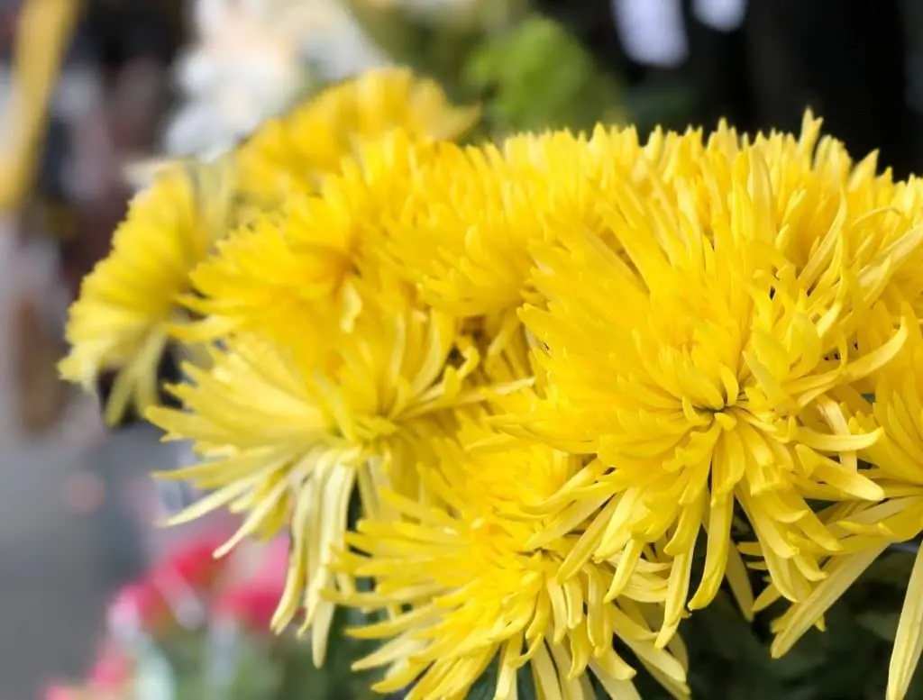 Spider Mums (Spider chrysanthemums).