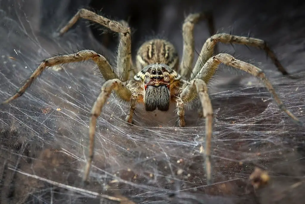 Grass spiders (Agelenopsis spp.)