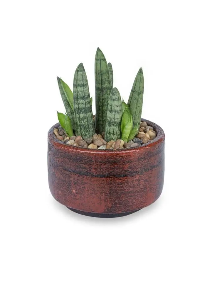 Sansevieria Patens