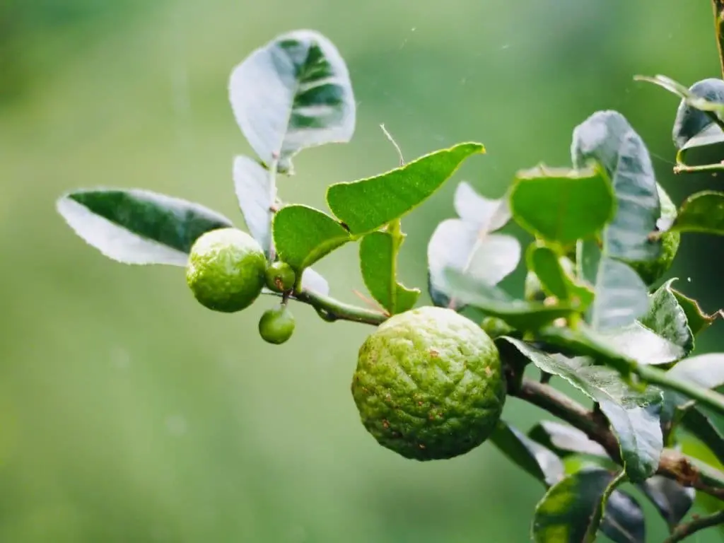 Kaffir lime