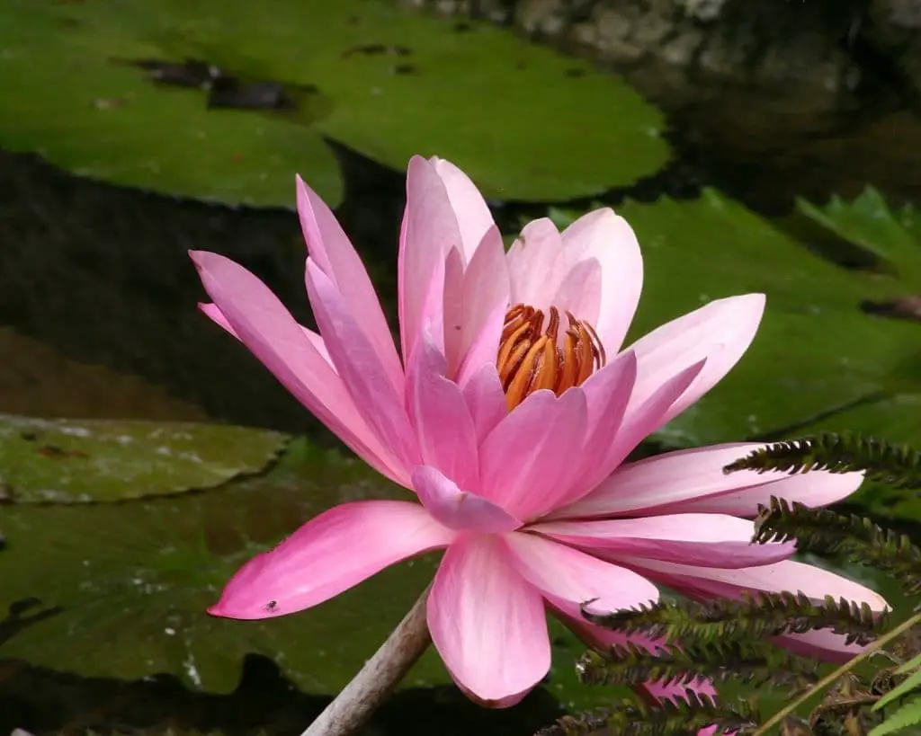 Evening bloom water lilies