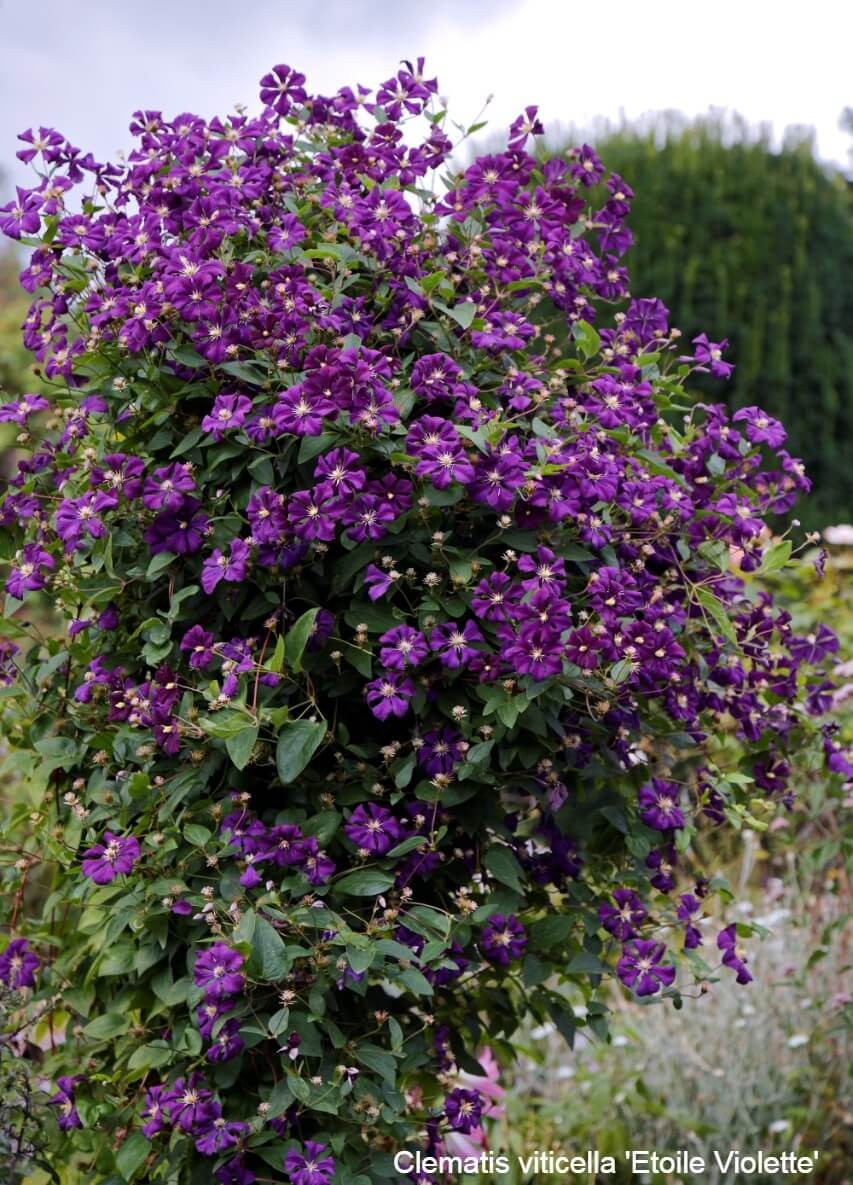 Late Summer Flowering Clematis