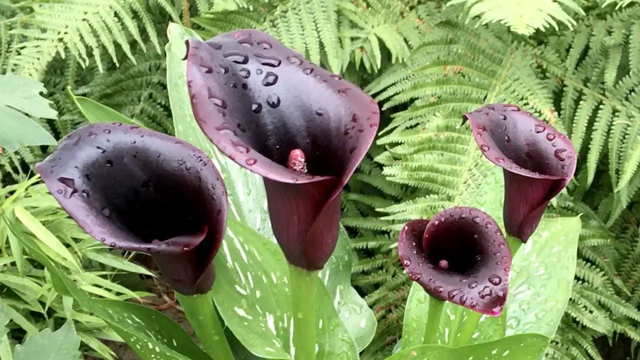 ‘Cantor Black’ Calla Lily (Zantedeschia ‘Cantor Black’).