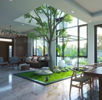 Indoors, you can grow a tree.