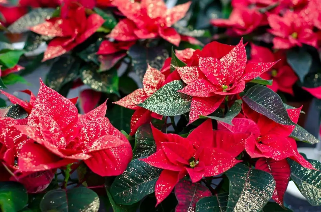 Poinsettia.