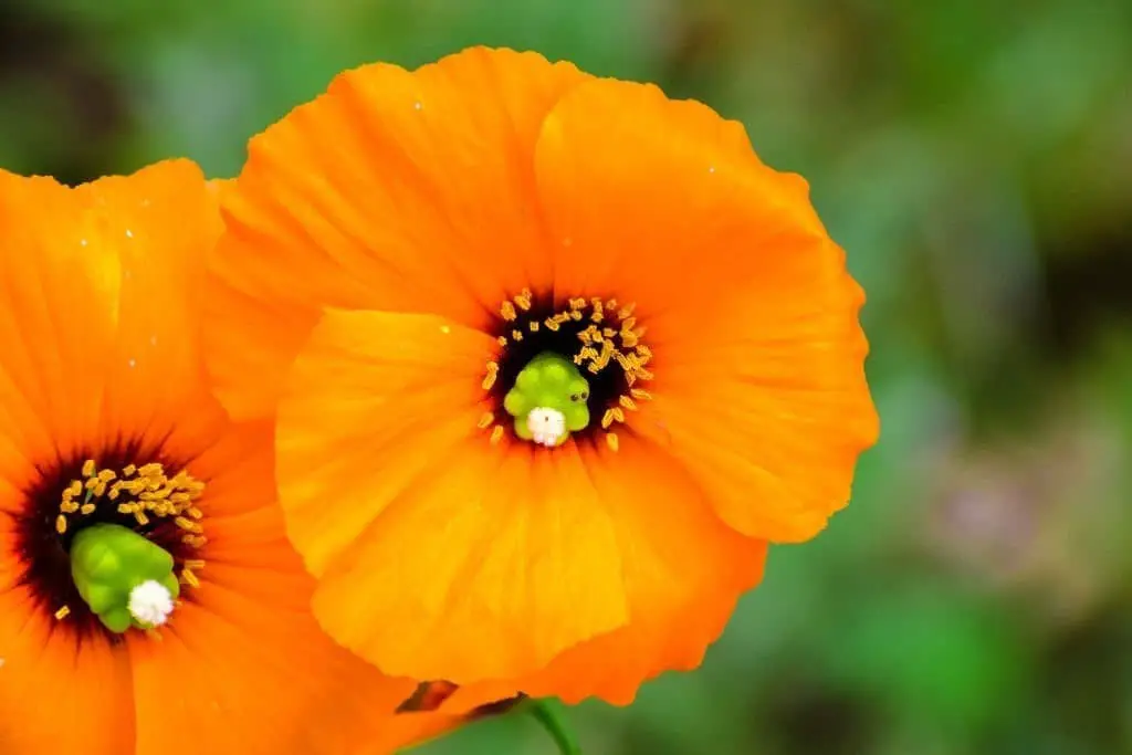 Wind Poppy (Papaver heterophyllum).