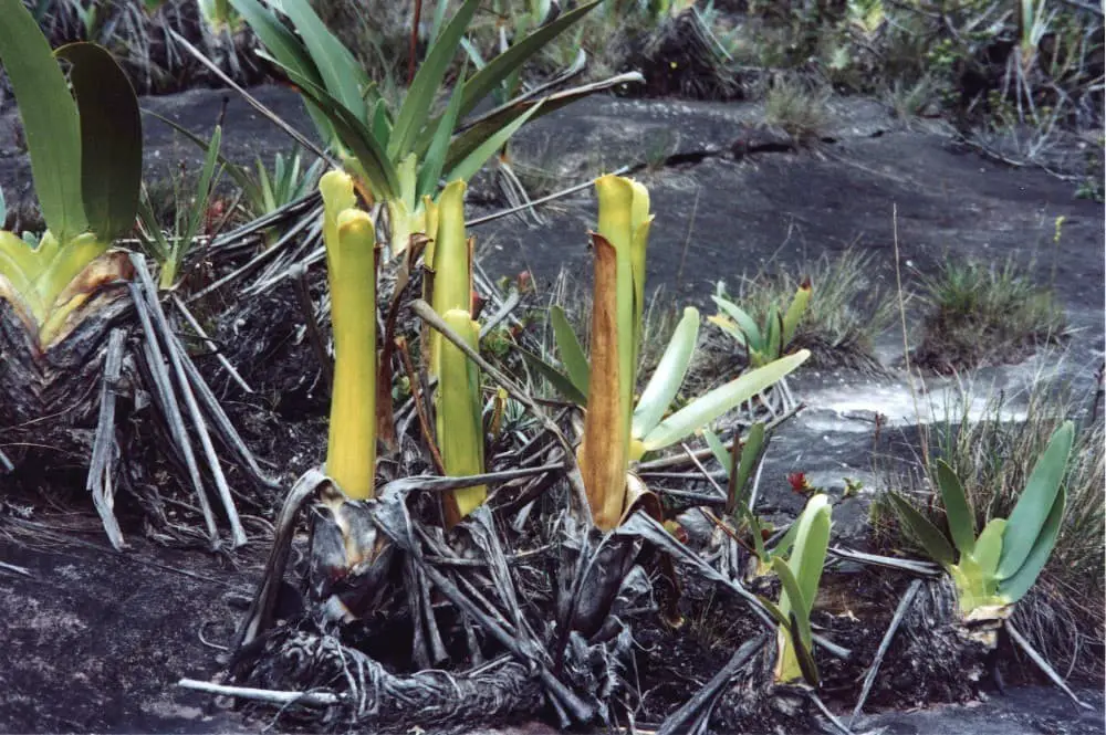 Brocchinia.