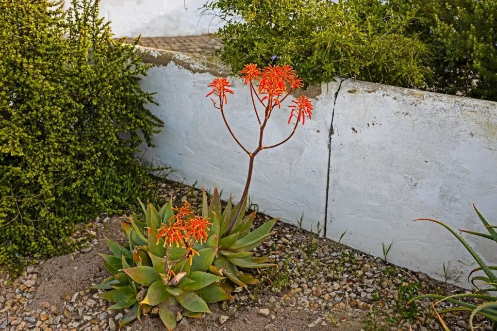 Soap Aloe (Aloe Maculata)