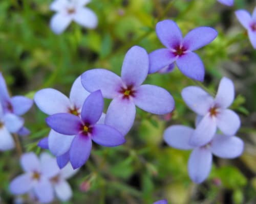 Tiny Bluets (Houstonia pusilla)