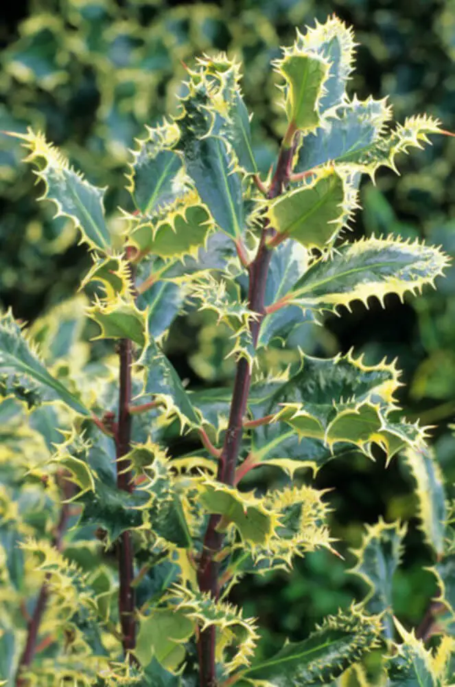 Hedgehog Holly (Ilex aquifolium ‘Ferox Argentea’)