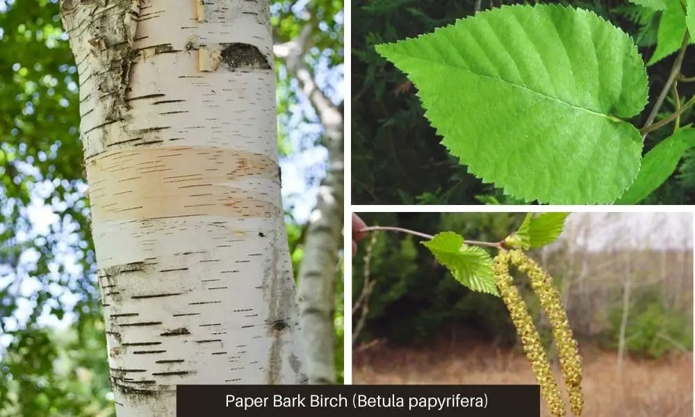 Paper Bark Birch (Betula papyrifera)