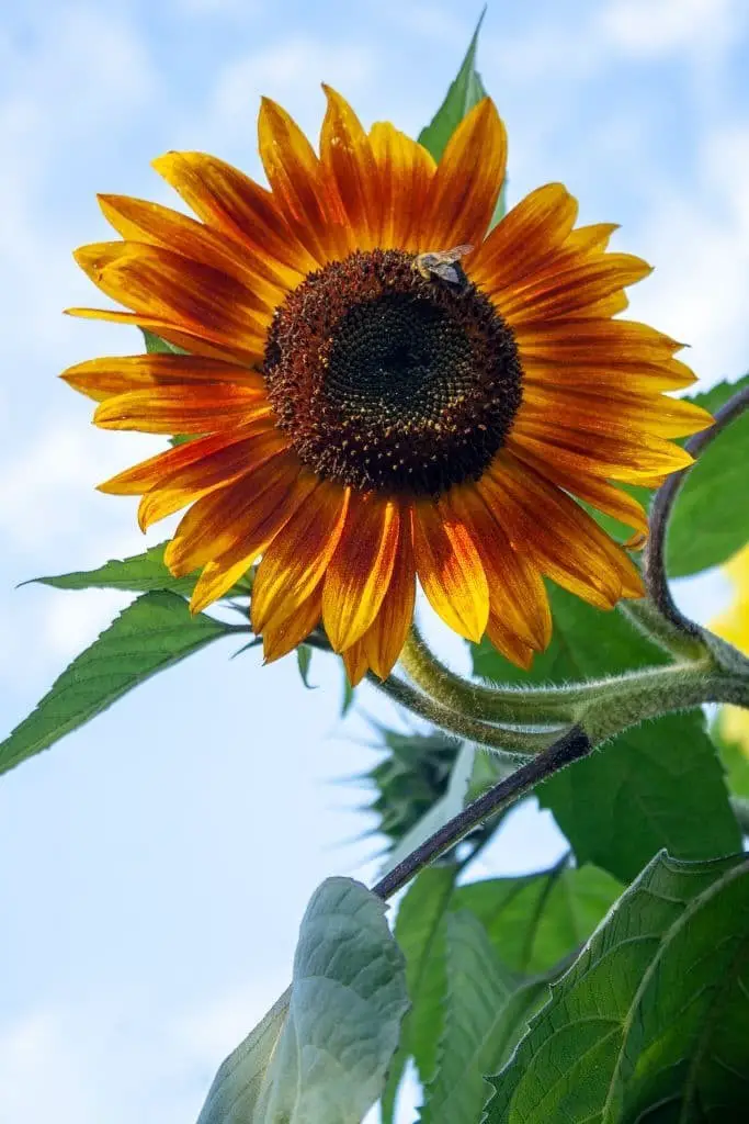 Little Becka sunflower