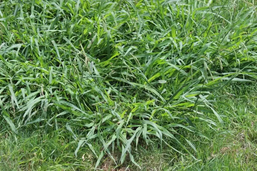 What is crabgrass?