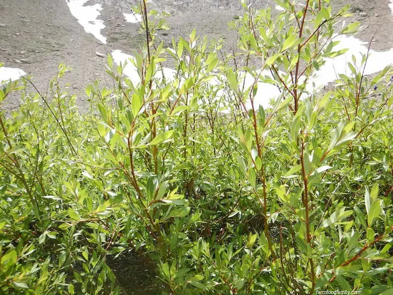 Yellow Willow (Salix lutea)