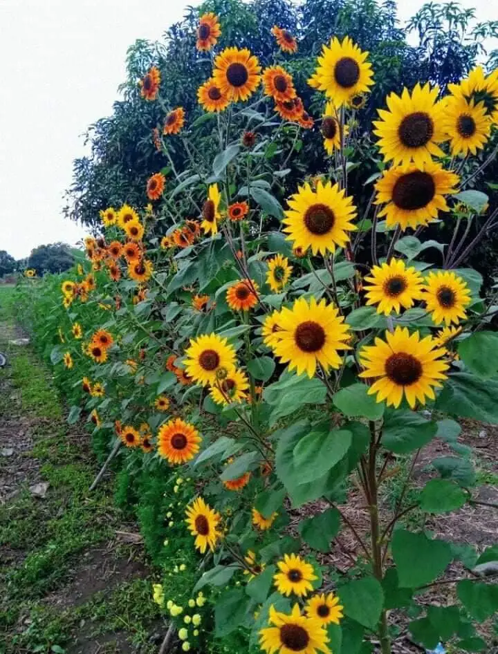 Autumn Beauty sunflower