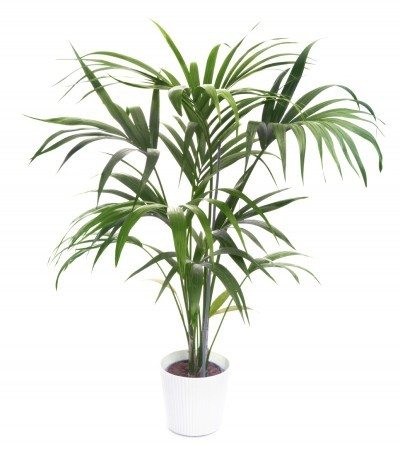 #1. Kentia Palm (Howea fosterania)