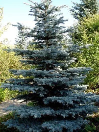 Colorado spruce or blue spruce (Picea pungens)