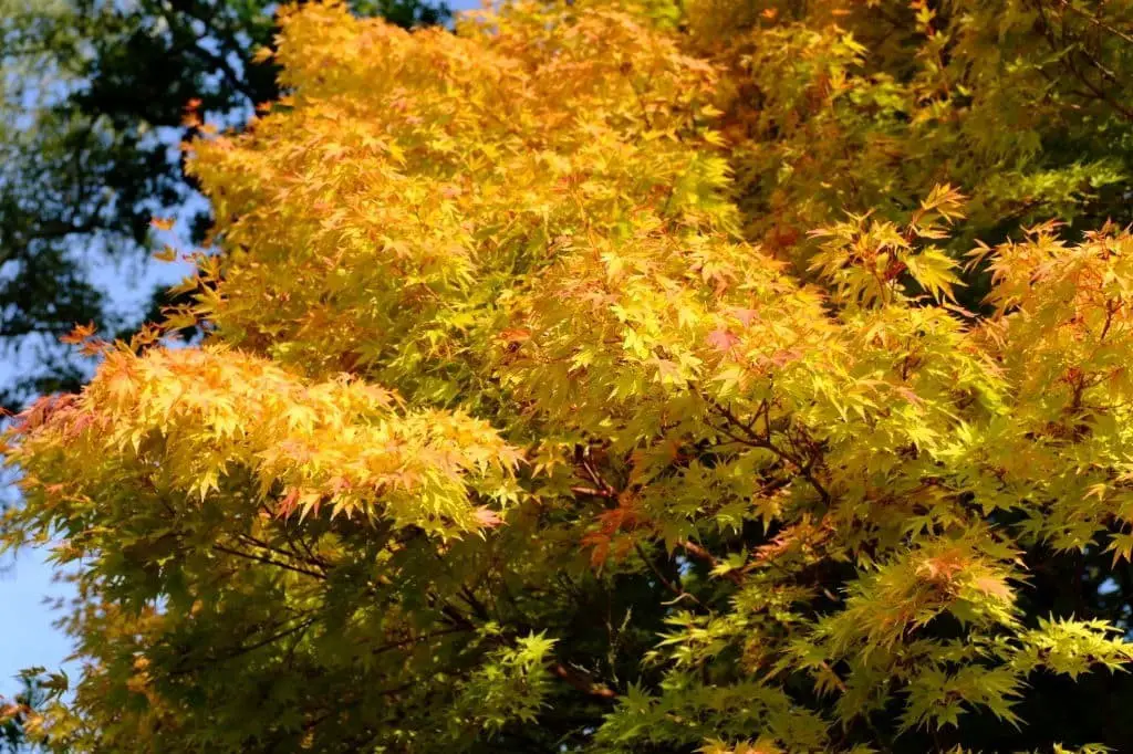 Coral Bark maple (Acer palmatum ‘Sango-kaku’)