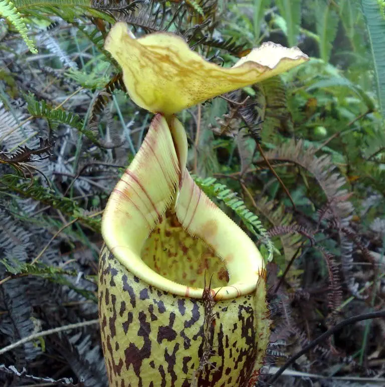 MacFarlane’s Pitcher Plant (Sarracenia x areolata).