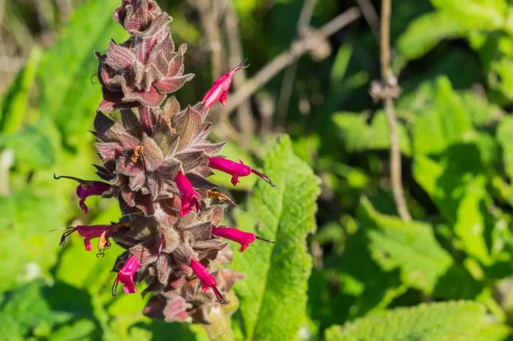 Hummingbird Sage (Salvia spathacea)