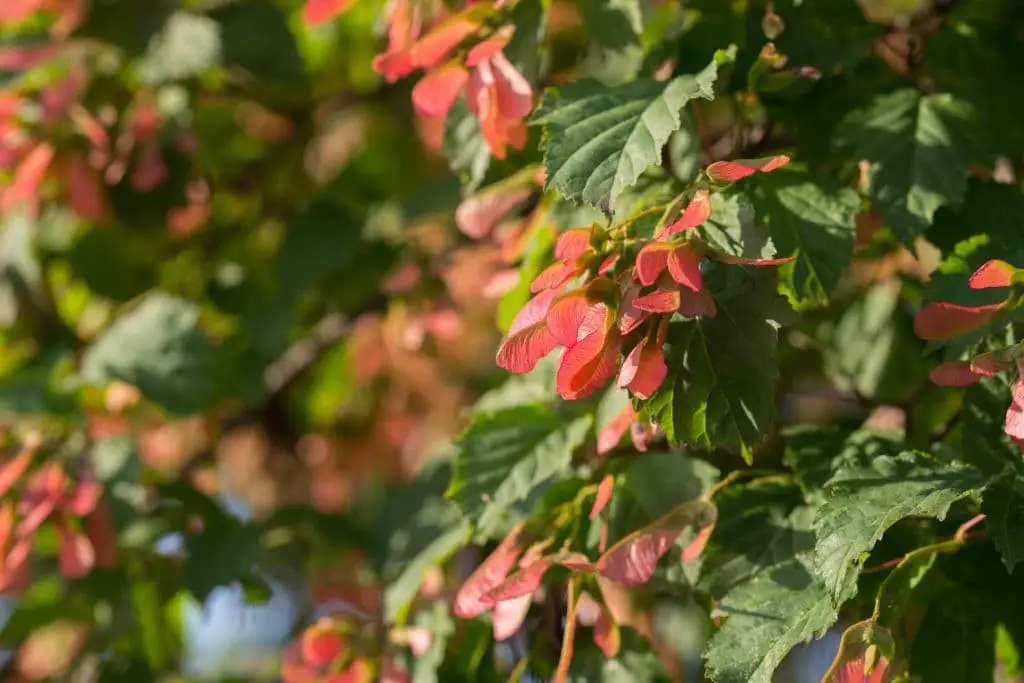 Tatarian Maple (Acer tataricum)