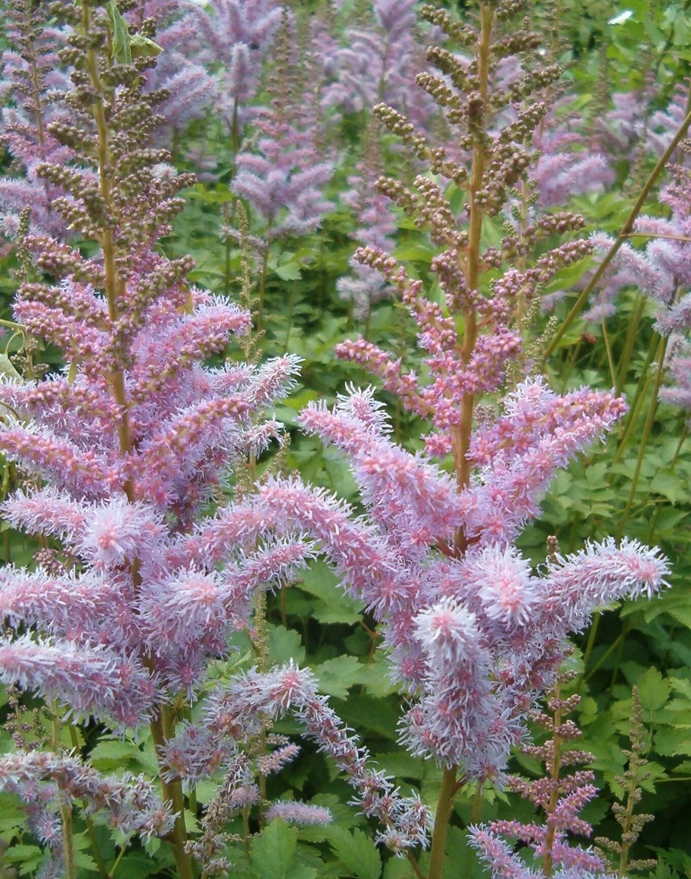 Using Astilbe in the Garden