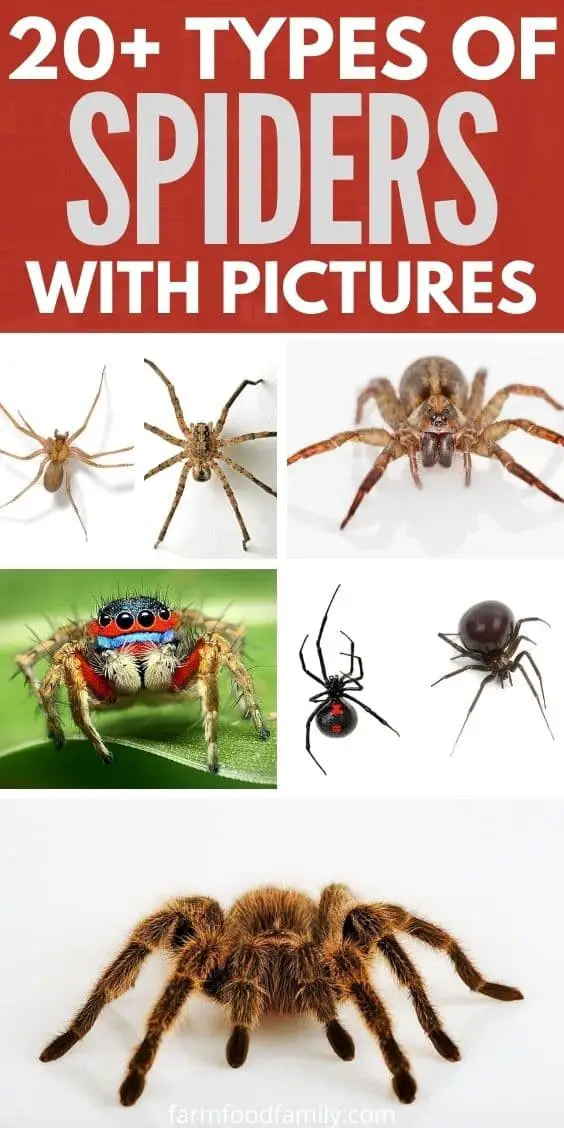 20+ Different Types Of Spiders In The World (Names, Pictures)