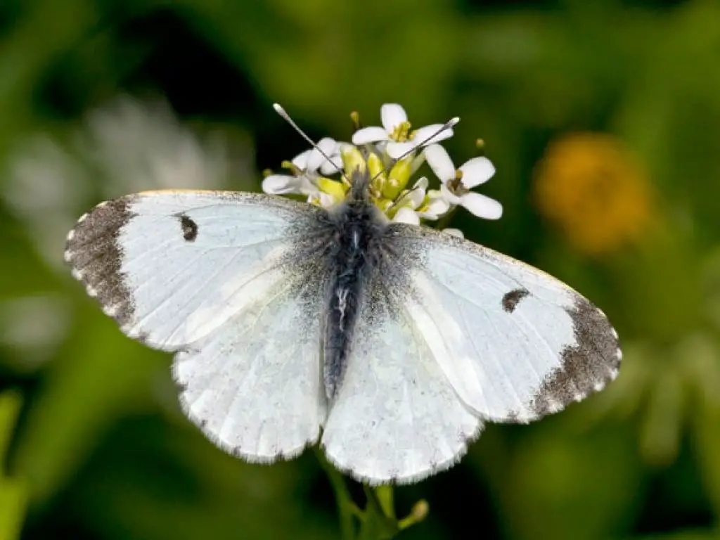 ORANGE TIP