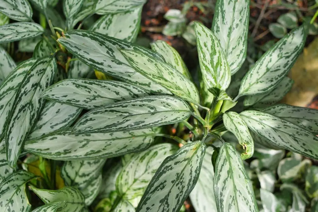 Chinese evergreen