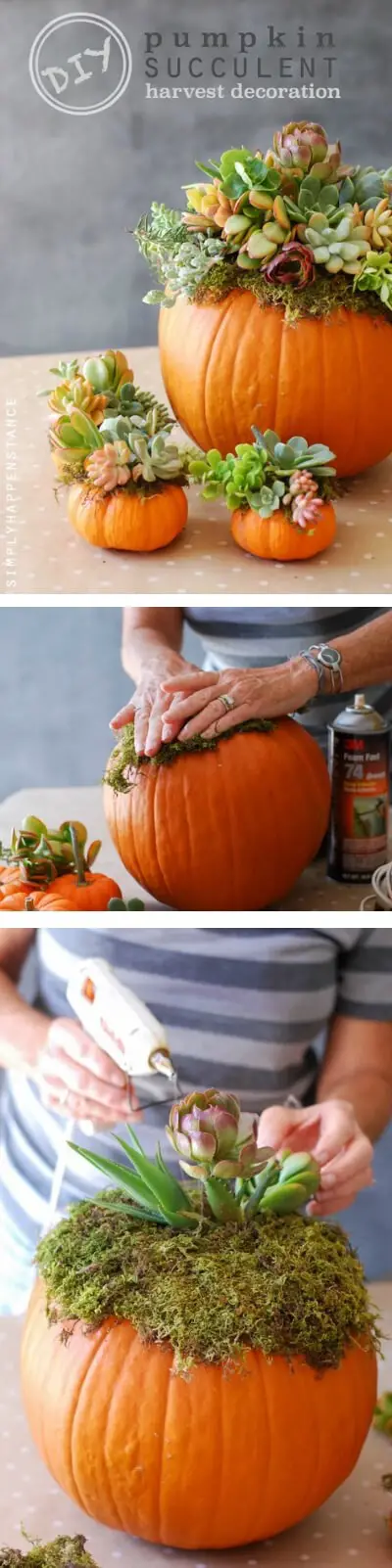 Pumpkin Succulent Harvest