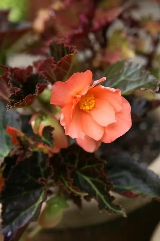 Begonia COCOA ‘Enchanted Sunrise’.