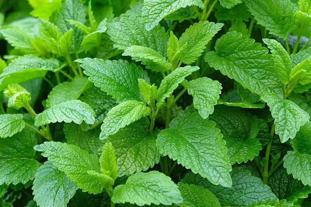 Lemon Balm (Melissa officinalis)