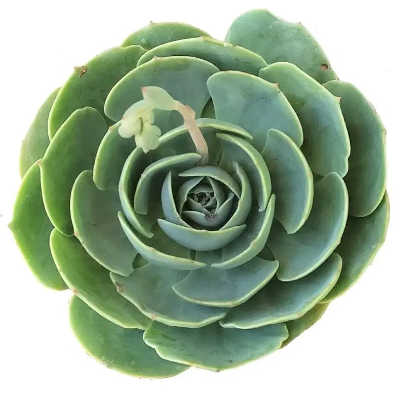 Echeveria ‘Imbricata’.