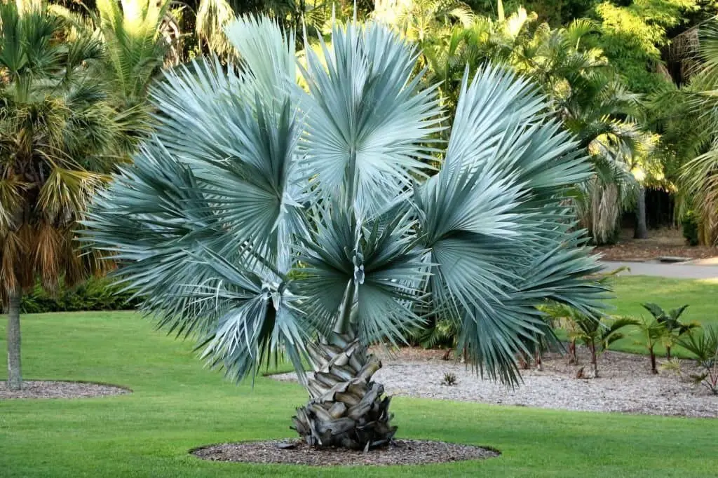 Dwarf Palmetto (Sabal minor).