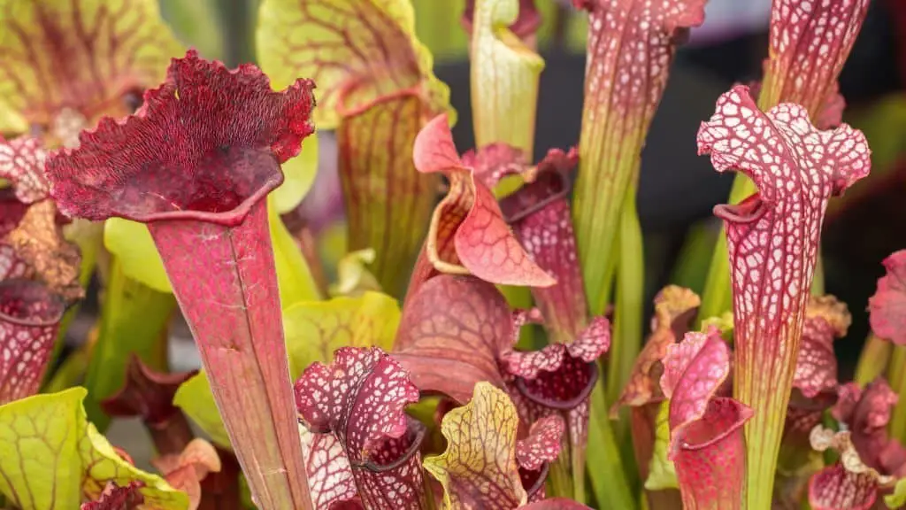 White Trumpet Pitcher Plant (Sarracenia leucophylla).