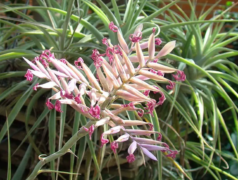 Cacticola (Tillandsia cacticola)