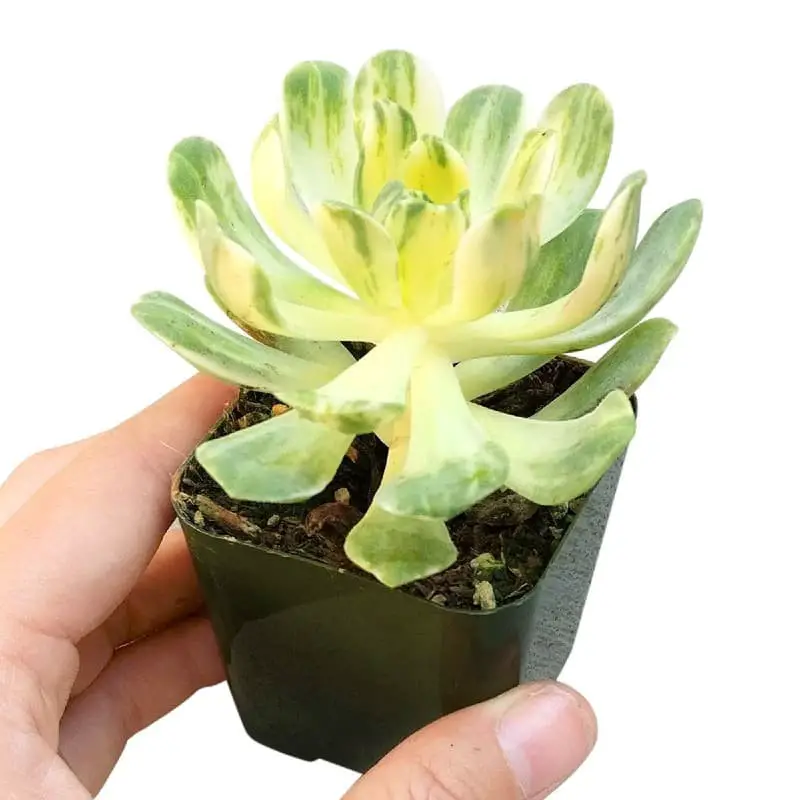 Aeonium Suncup Variegata.