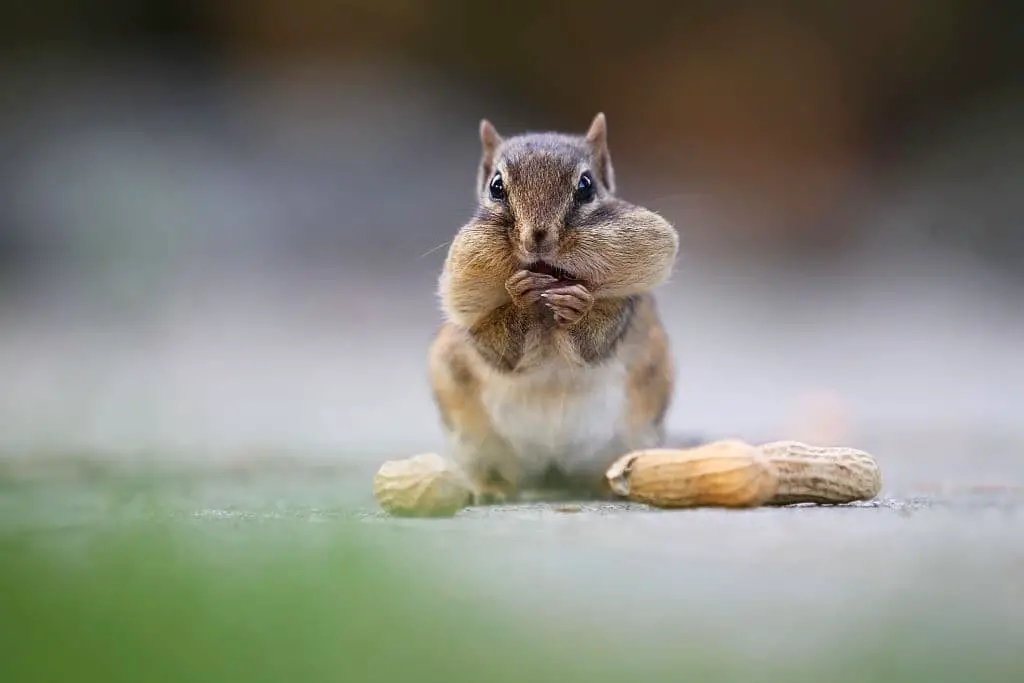 Chipmunk (Tamias striatus)