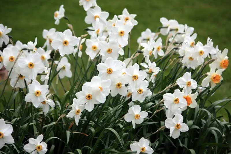 Heirloom Narcissus Species