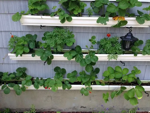 Strawberry Gutter Garden