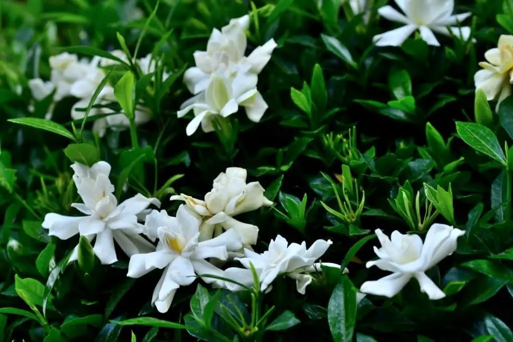 Cape Jasmine (Gardenia Jasminoides)