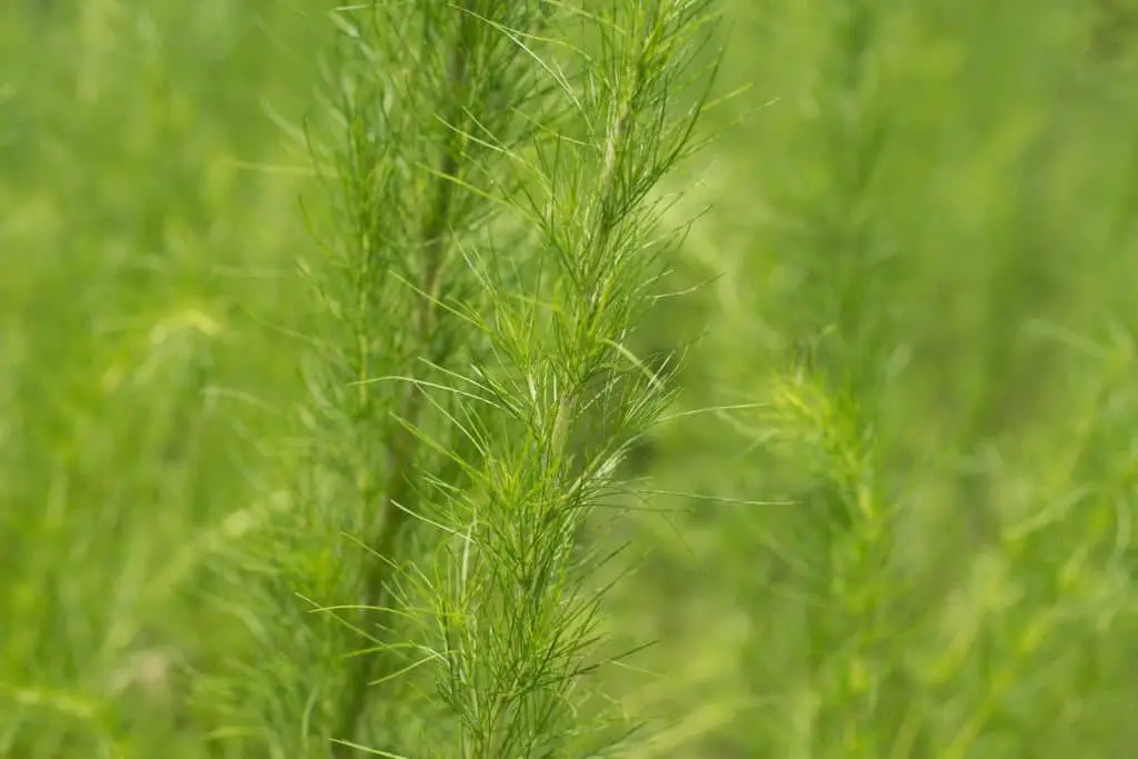 Dog Fennel (Eupatorium capillifolium).