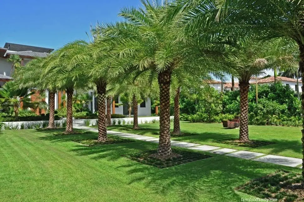 Lined palm tree driveway