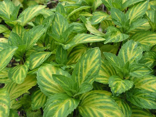 Ginger mint, Mentha spicata species