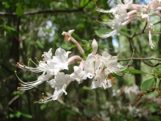 Azaleas