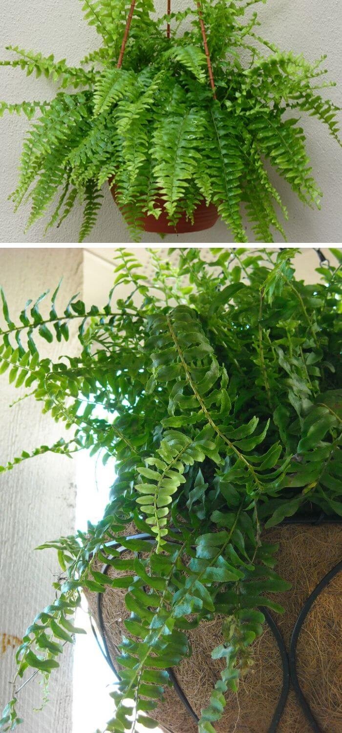 Elegant looking Boston Fern (Nephrolepis exaltata)