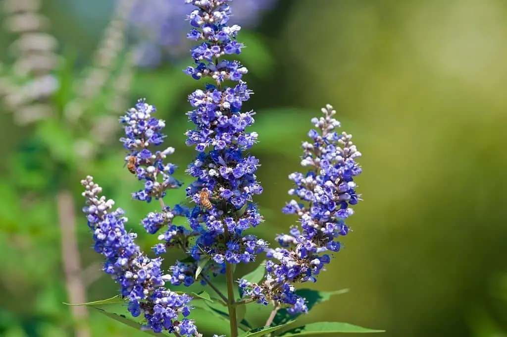 Chaste Tree (Vitex agnus-castus).